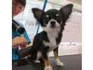 東京ブレーメン動物専門学校 とうきょうぶれーめんどうぶつせんもんがっこうの詳細 トリマー 求人 トリマー専門求人サイト トリマージョブ