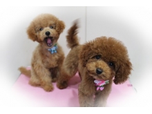 株 ハートオブワンの求人情報 トリマー 正社員 トリマー 求人 トリマー専門求人サイト トリマージョブ