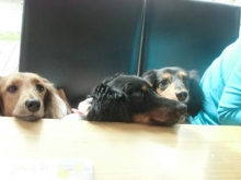 株 ハートオブワンの求人情報 トリマー 正社員 トリマー 求人 トリマー専門求人サイト トリマージョブ