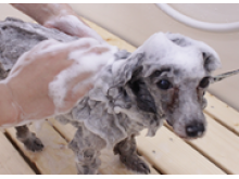 ペットのスマイルの求人情報 トリマー 正社員 トリマー 求人 トリマー専門求人サイト トリマージョブ